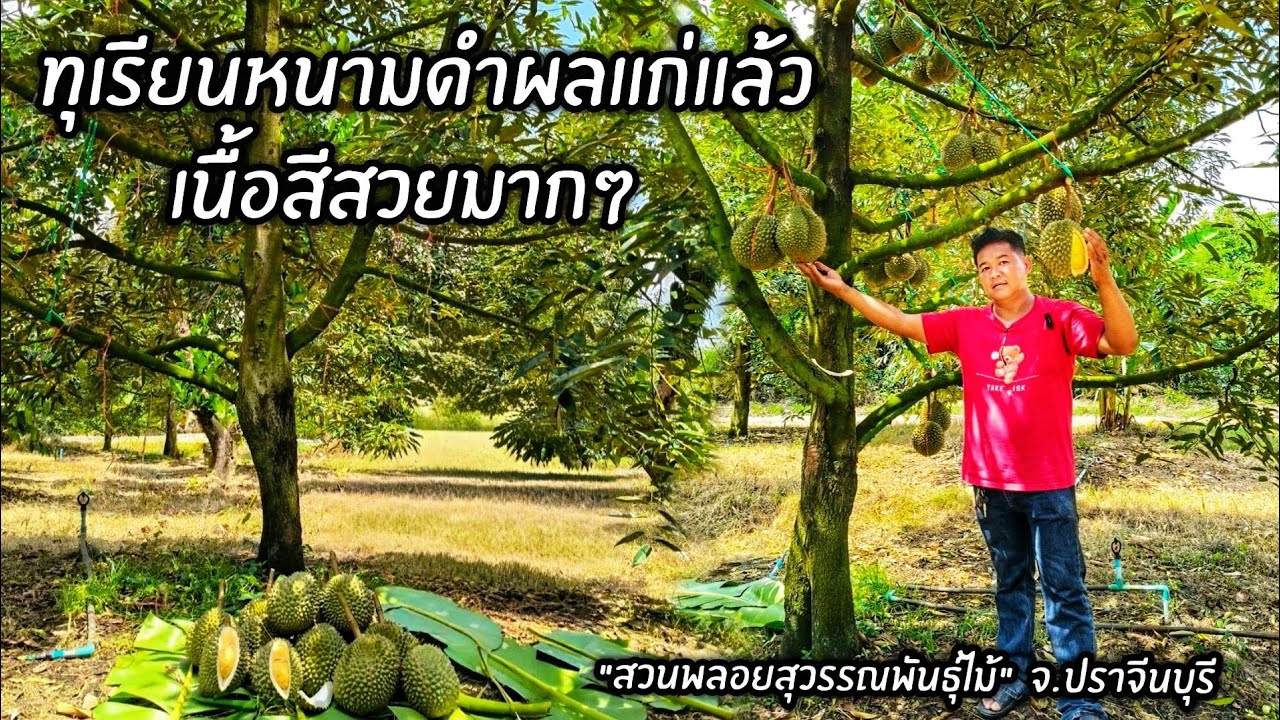 ทุเรียนหนามดำผลแก่แล้วเนื้อสีสวยมากๆ 