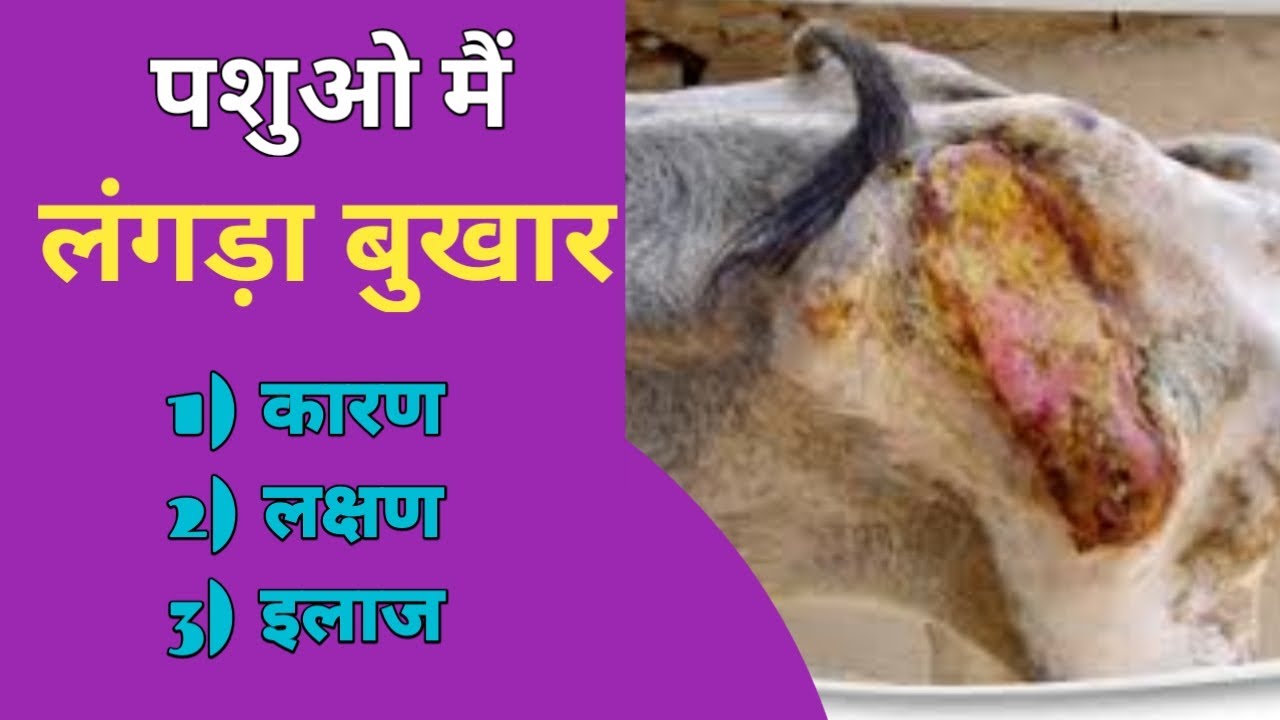 पशुओ मैं लंगड़ा बुखार का इलाज l Black quarter treatment l BQ treatment l symtoms of BQ