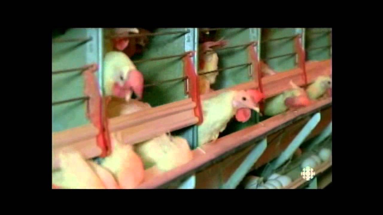 Reportage Semaine verte sur la Ferme avicole Bourgeois Dumont inc.