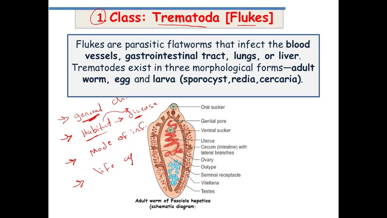 BUC Parasitology (Introduction to helmithology)