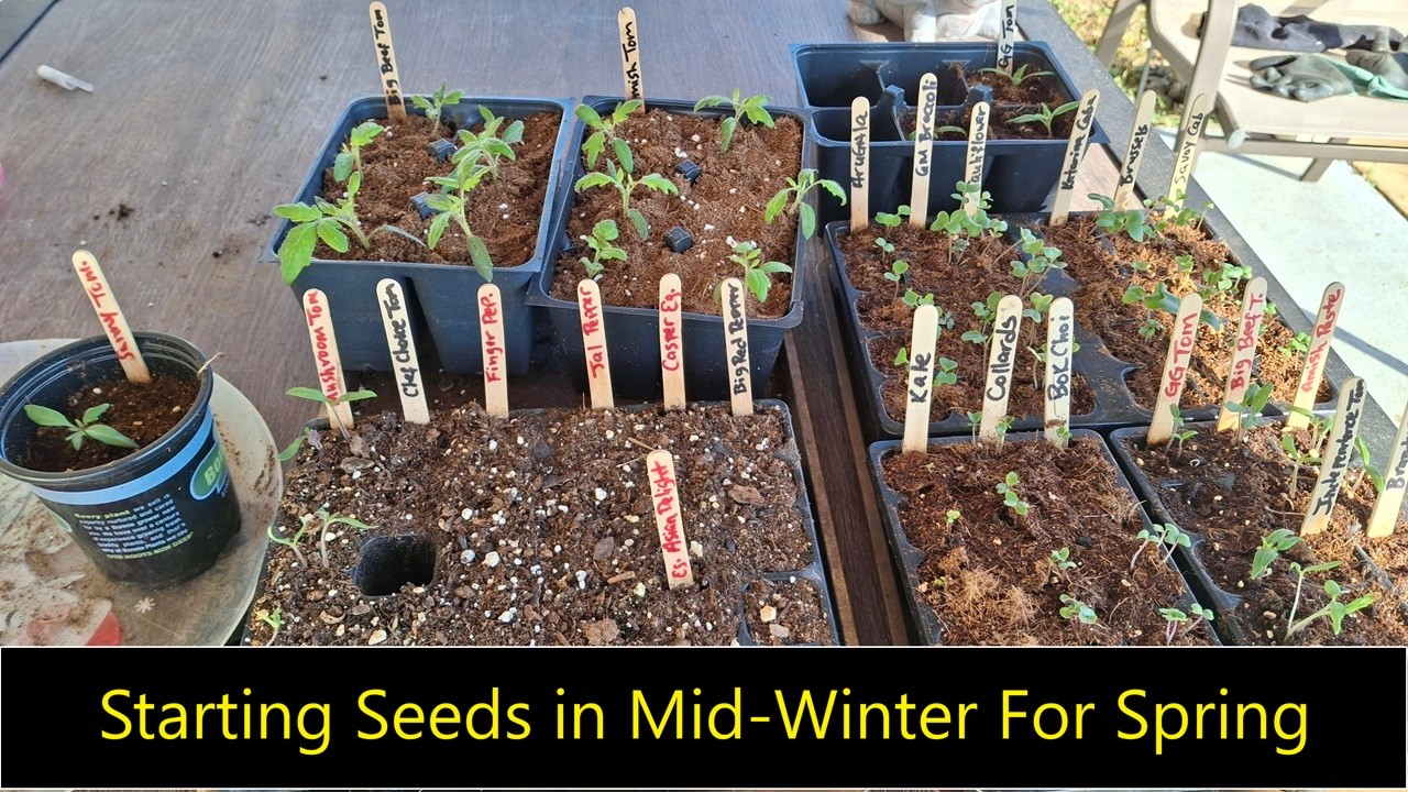 What I’m Sowing in January for Spring 🌱 | Intentional Living & Garden Planning 2026