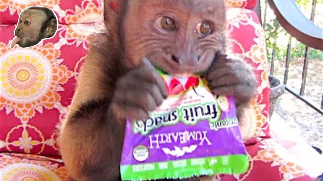 Capuchin Monkey Loves YumEarth Organic Fruit Snacks