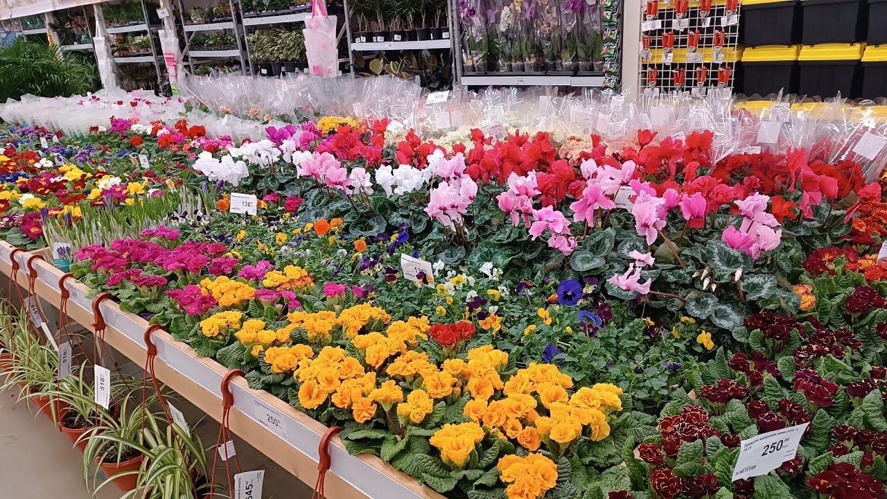 ЛЕМАНА ПРО💐 🌺🌹КРАСИВЫЕ ВЕСЕННИЕ ЦВЕТЫ😍РОСТОВ