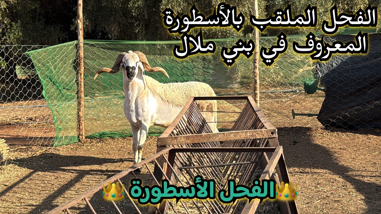 الفحل الأسطورة المعروف في بني ملال عند الكساب عبد الرحيم بني ملال  
