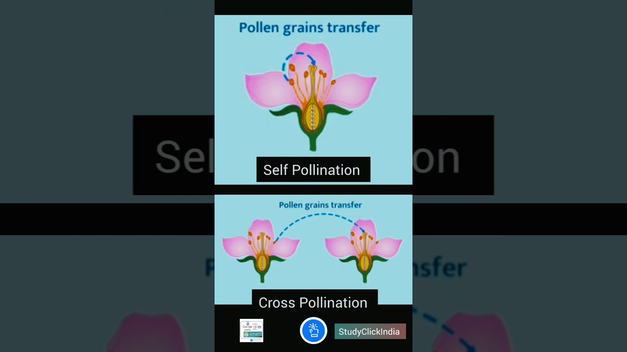 Self Pollination and Cross Pollination - Sexual Reproduction in Flowering Plants  #shorts