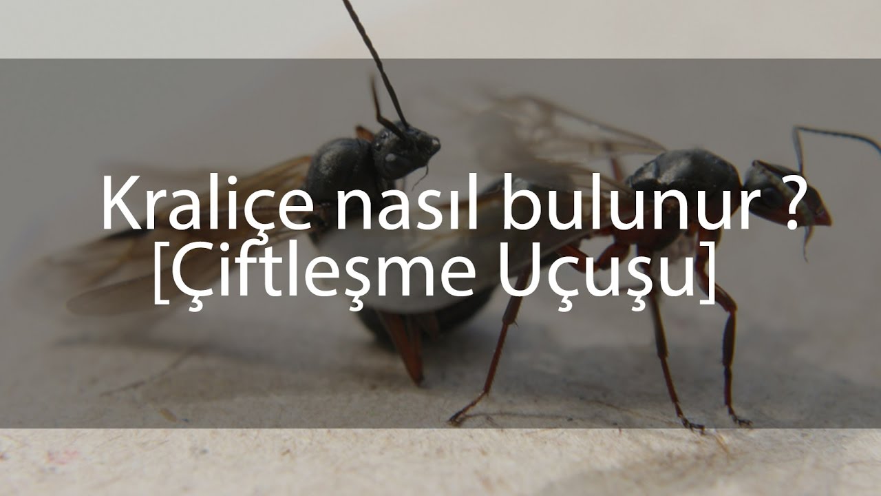 Kraliçe Karınca nasıl bulunur ? Uçuş evleri nasıl gerçekleşir..