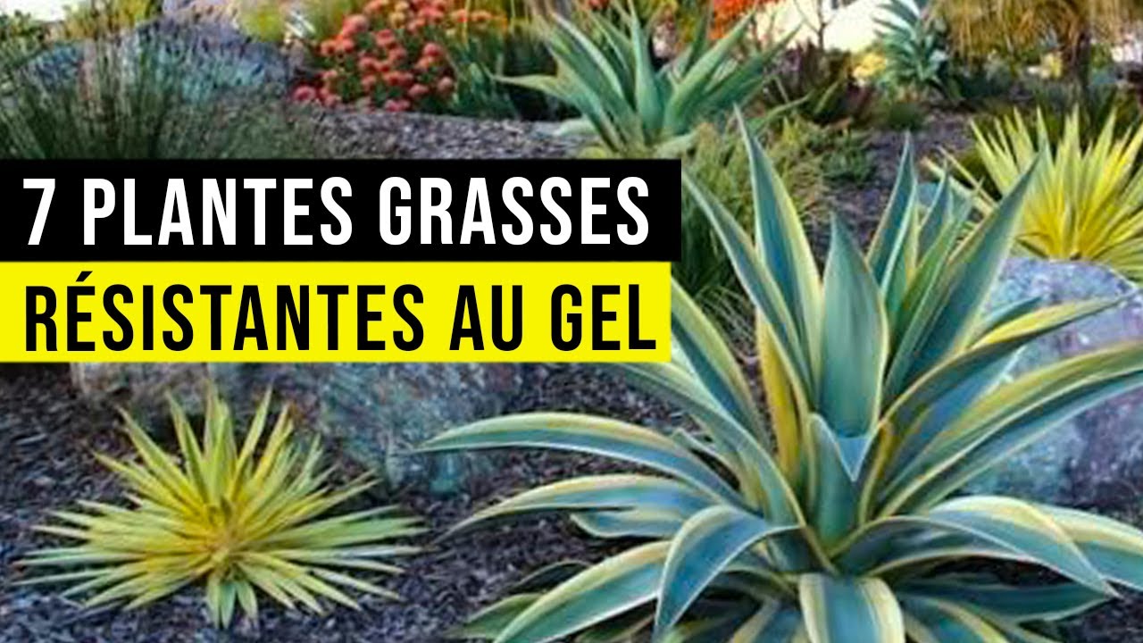 7 PLANTES GRASSES Résistantes au Sec et au Froid !