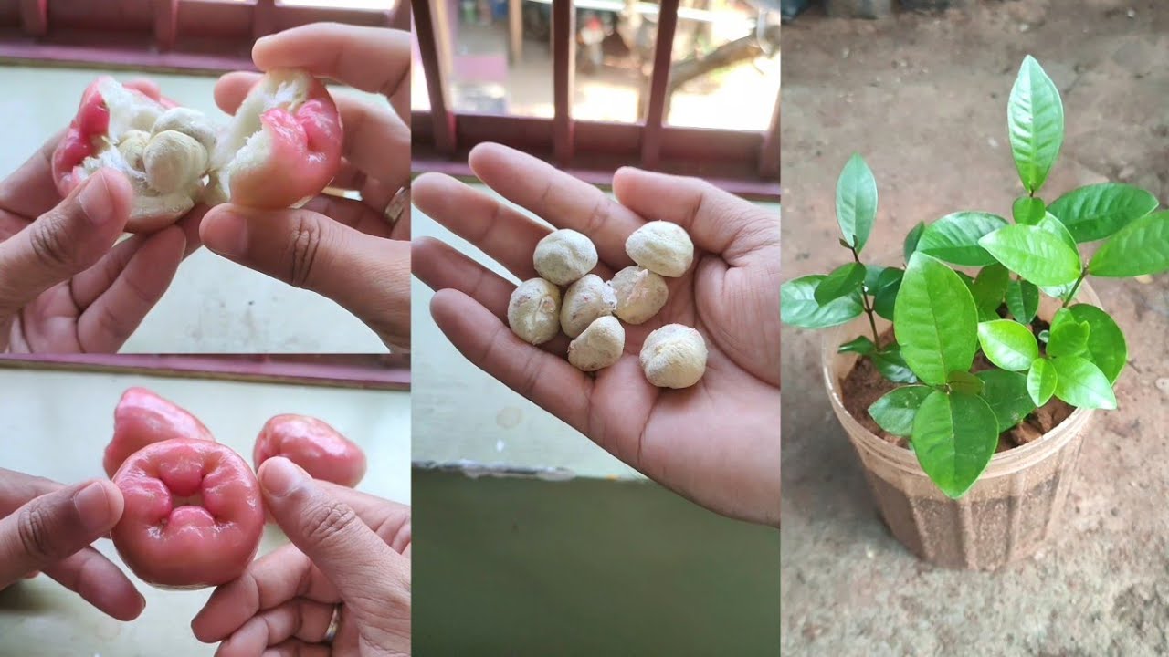 Water Apple Seeds Germination at Home !! Java Apple ! Watery Rose Apple ! Syzgium Samarangenese !