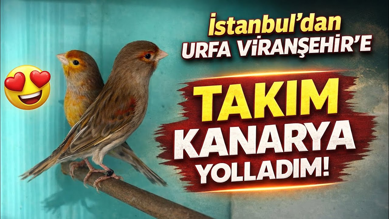 İSTANBUL’DAN URFA VİRANŞEHİR’E TAKIM KANARYA YOLLADIM 🐦‍⬛🐣🐦‍⬛