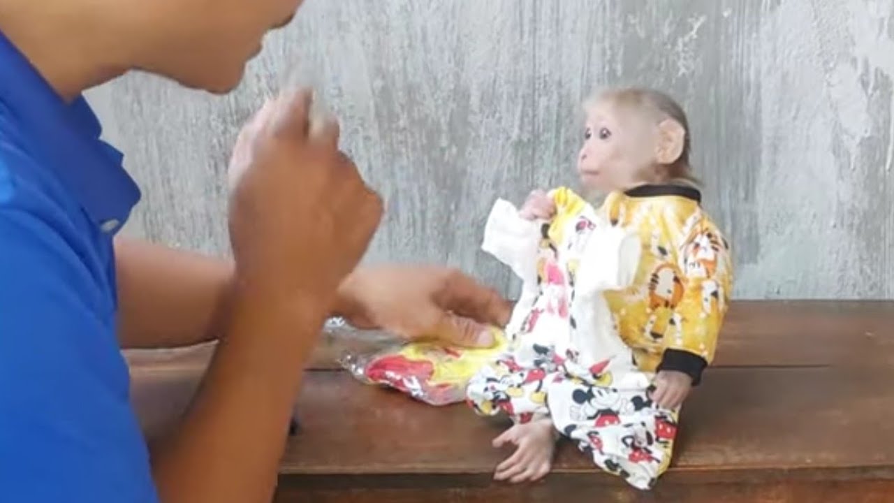 Cubin the Baby Monkey Gets Dressed Up in the Cutest Outfits Ever!