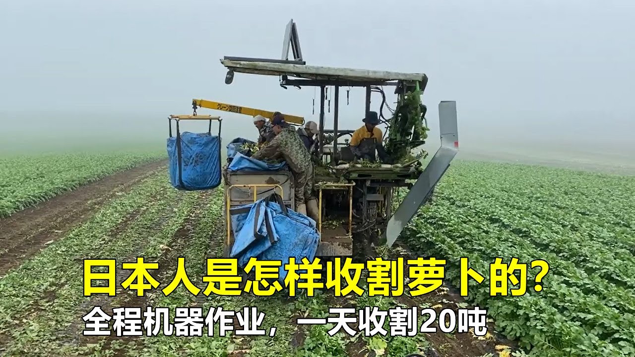 日本人是怎样收割萝卜的？全程机器作业，一天收割20吨，真先进！