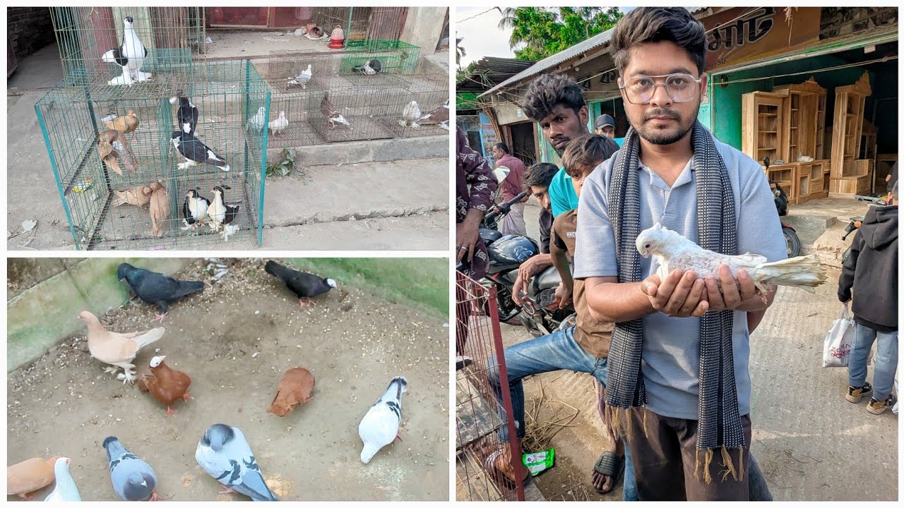 নতুন কবুতর চলে আসলো আমাদের কবুতর খামারে 😮🤔
