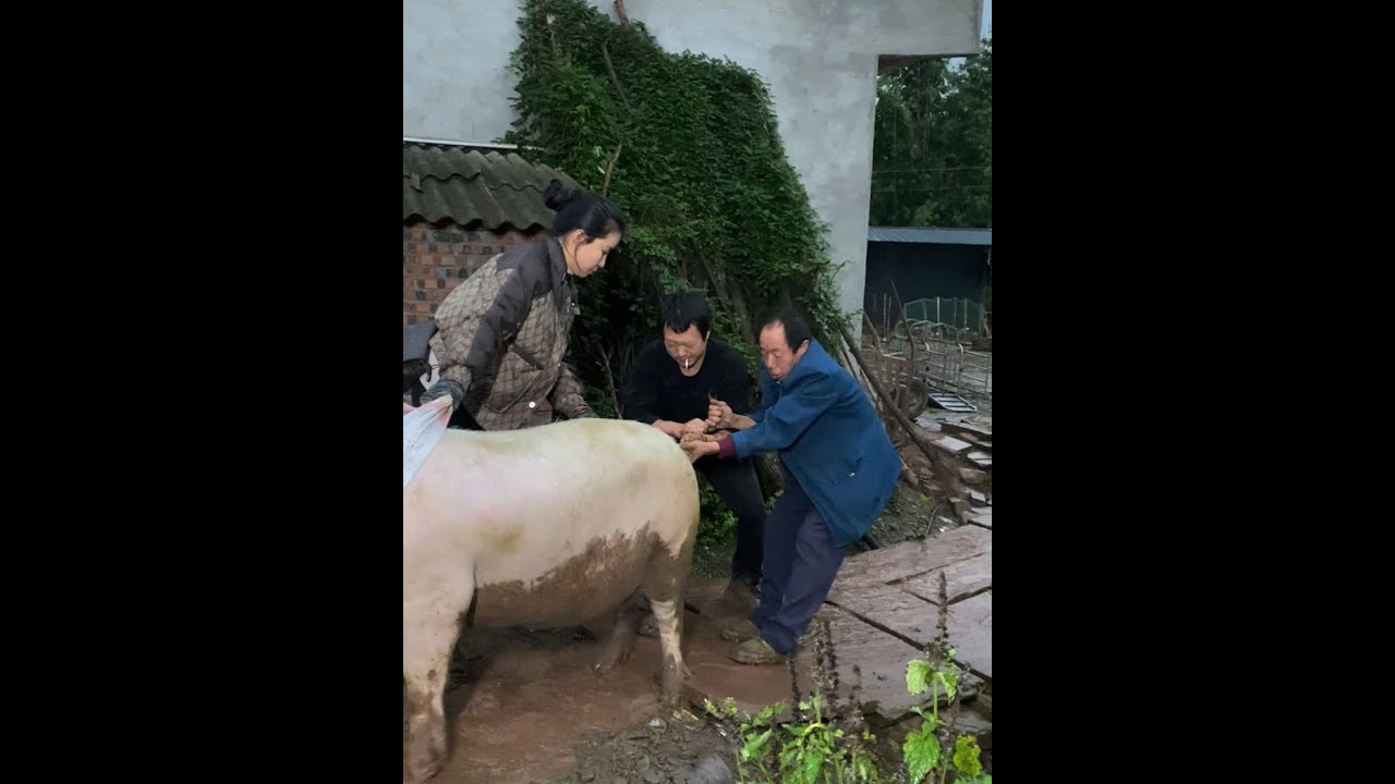 买叔叔的猪，差点送只鸭子我，哈哈。 #谁家没点土特产 #舌尖上的抖音 #纯粮食猪肉 #农村生活欢乐多