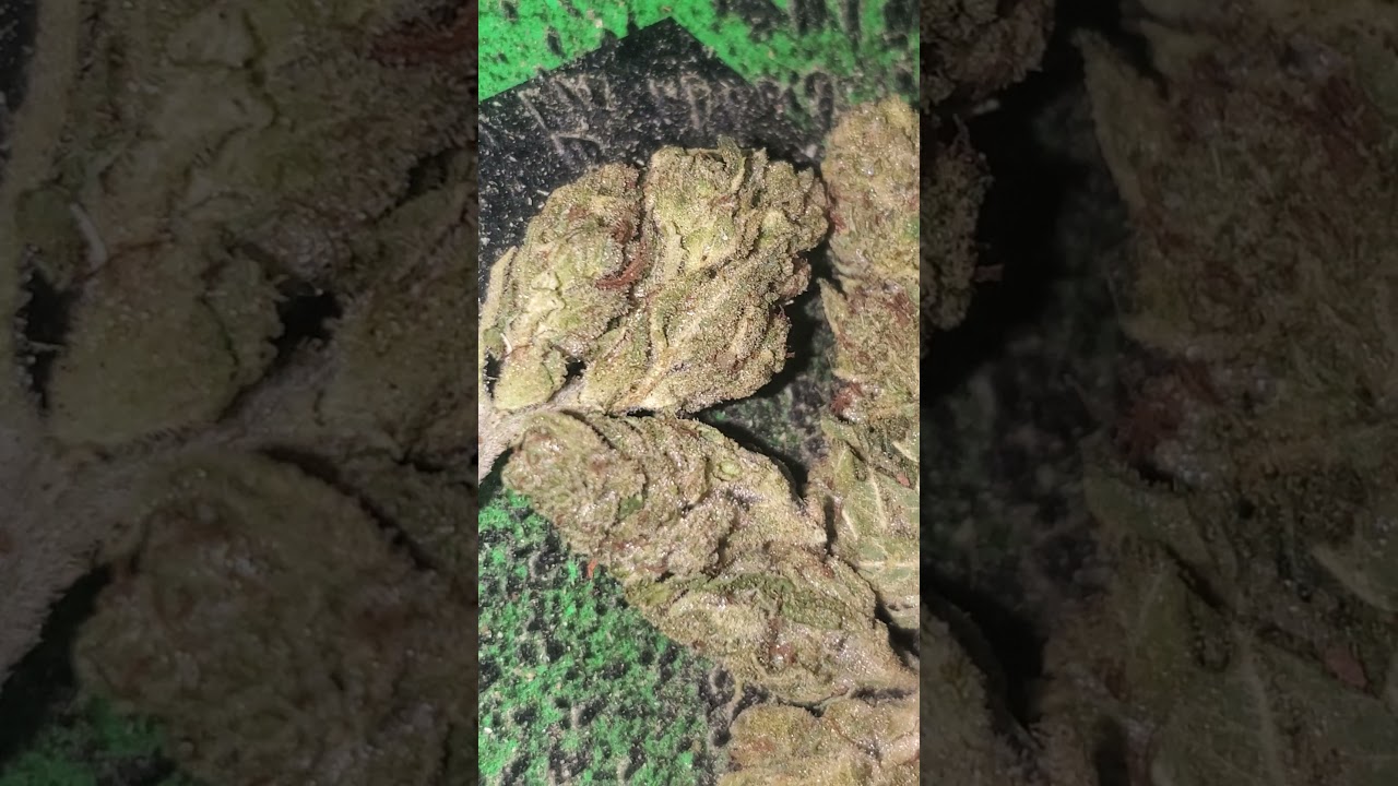 Gorilla 🦍 Glue 5