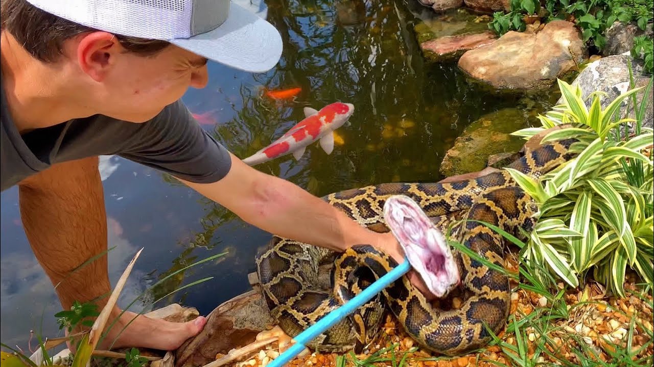 SAVING Priceless KOI From GIANT SNAKE!!