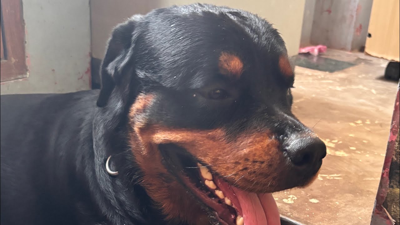 Aartictic_big & Buddy__the_Rottwieler is live