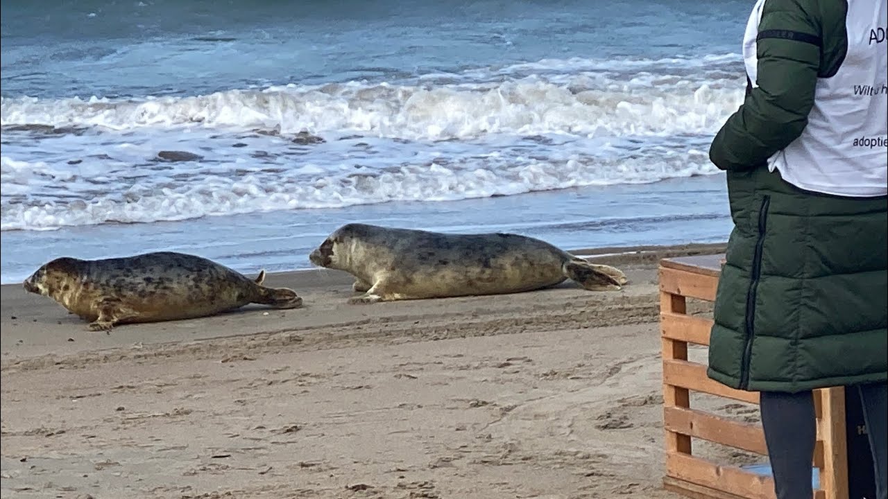 オランダアザラシ幼稚園ASealでの４頭のアザラシリリースの瞬間Release of 4grey seals after their recovery
