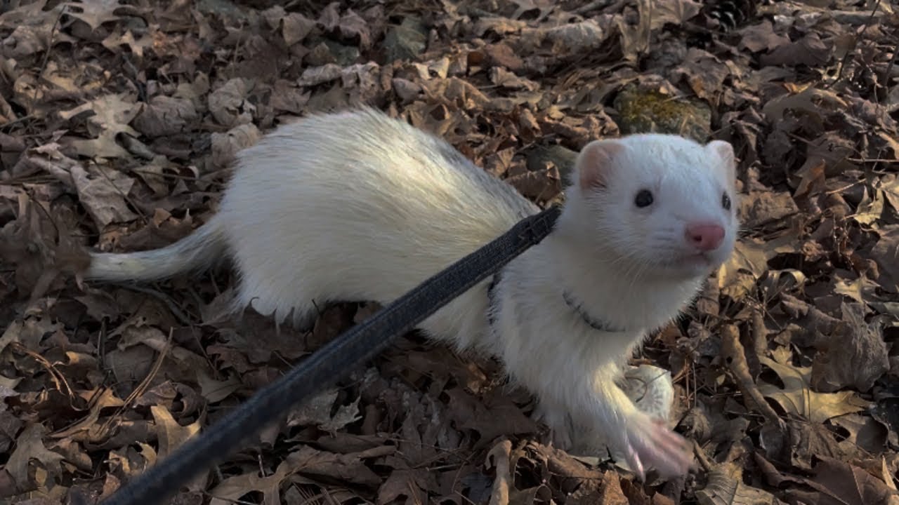 A Day in The Life: Cage Free Ferrets