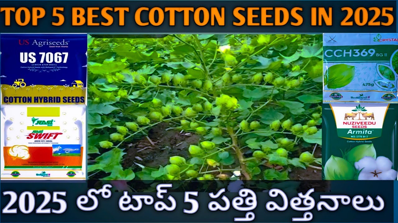#Top5 Best cotton seeds in 2025అధిక దిగుబడినిచ్చే పత్తి విత్తనాలు వాటి పూర్తి వివరాలు@MB-uk4gl