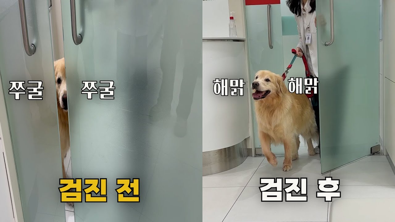 강아지 건강검진 후 표정이 180도 바뀐 이유ㅋㅋ