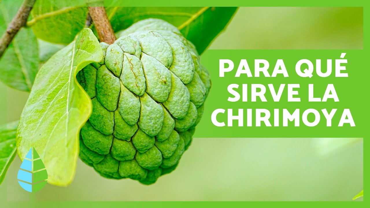 BENEFICIOS de la CHIRIMOYA 🍐 | Propiedades, C&oacute;mo Comerla y Contraindicaciones ✅