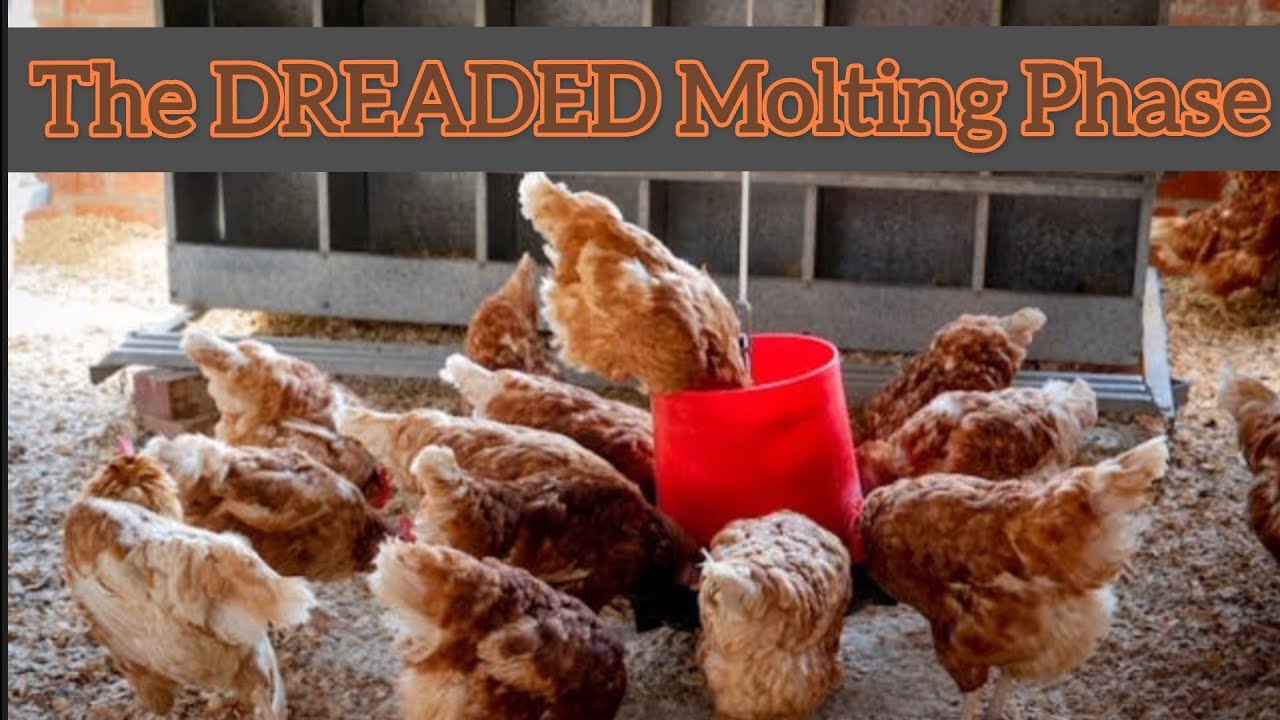 Chickens Molting? You CAN Do Something About It!
