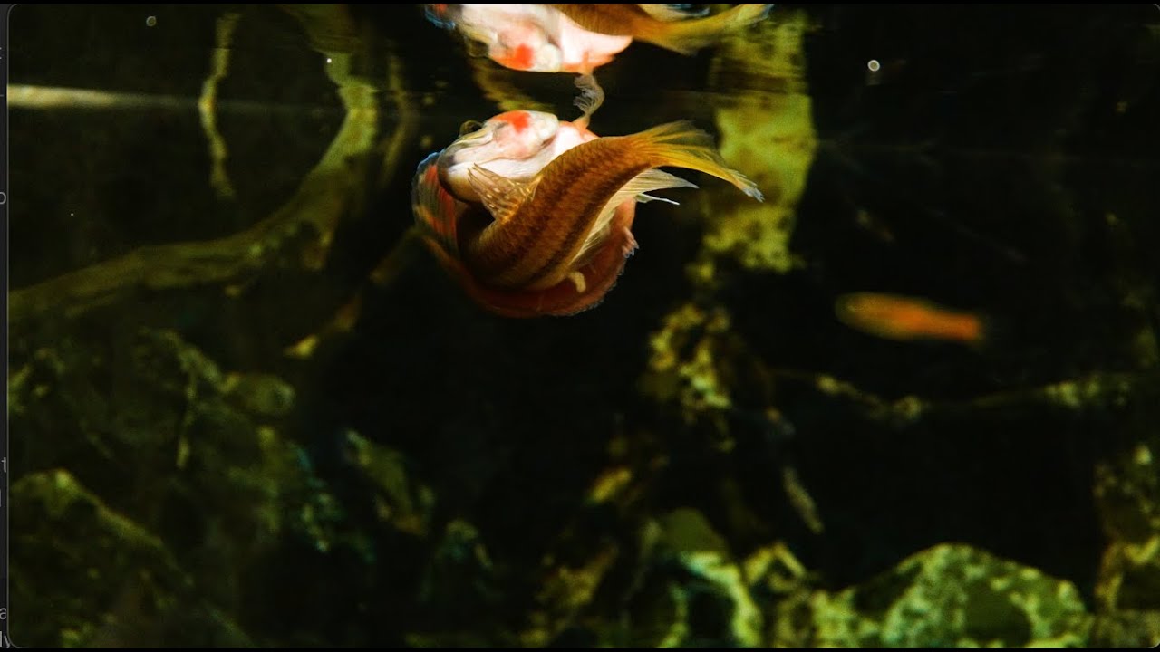 Betta Macrostoma Wrap | Wild Betta | Betta breeding