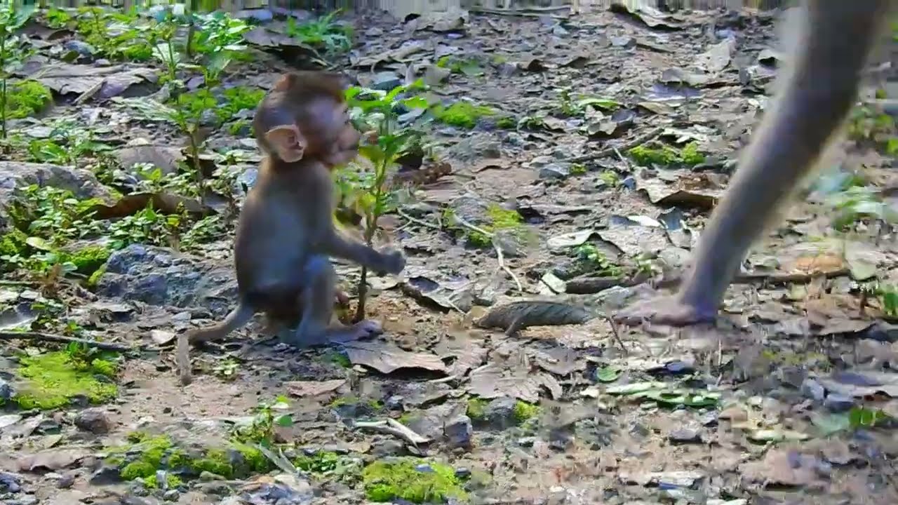 Trillion p.i.t.y!! Why Liby made baby Rainbow difficult like this, Liby walk so fast