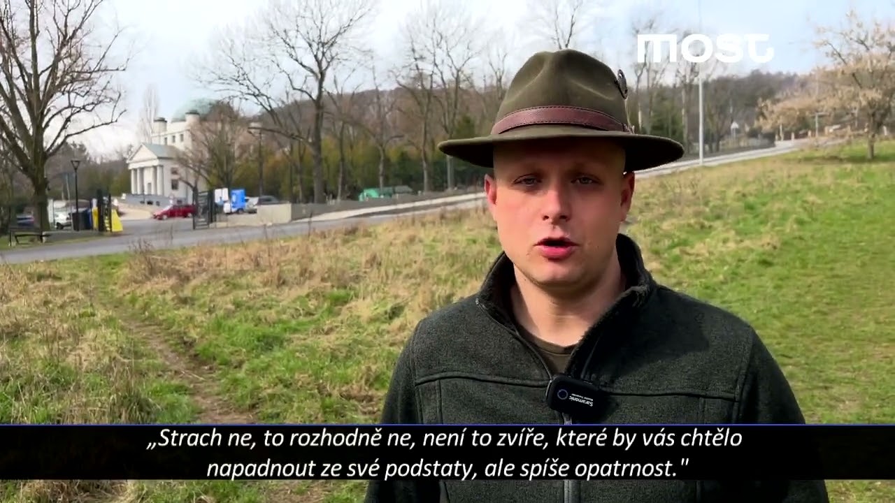Divoká prasata se přemnožila