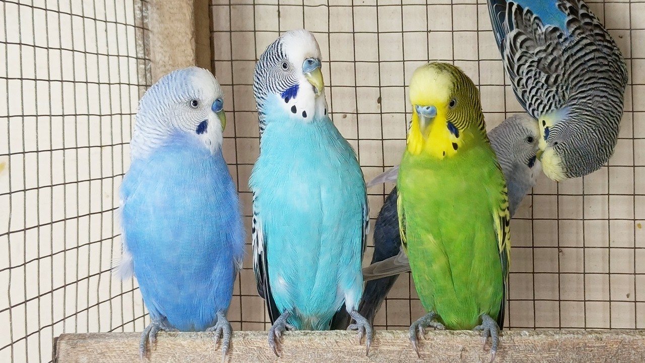 3 Hours of Happy Budgie Sounds: Cheerful Parakeet Chirps to Entertain Your Sad Budgies