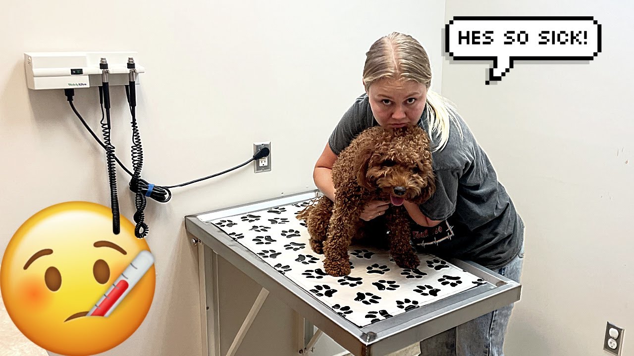 Taking Our Sick Dog To The Vet! *Sad*