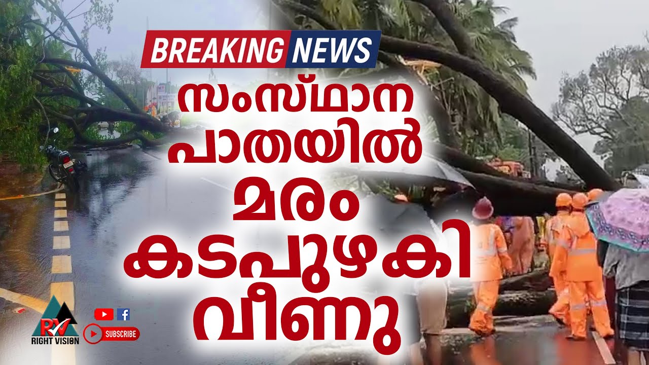 BIG BREAKING | സംസ്ഥാന പാതയിൽ മരം കടപുഴകി വീണു | RIGHT VISION NEWS
