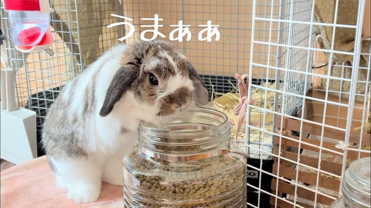 小さな2匹との暮らし/朝の光とおやつ、ポーチとお昼寝