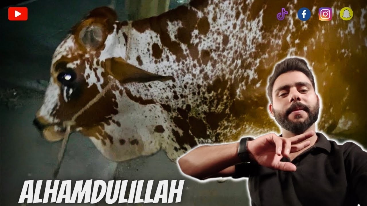 Finally cow 🐄 bhi Aa gai    Bari Mushkil se mili ha    #mirzamunib #eiduladha2023