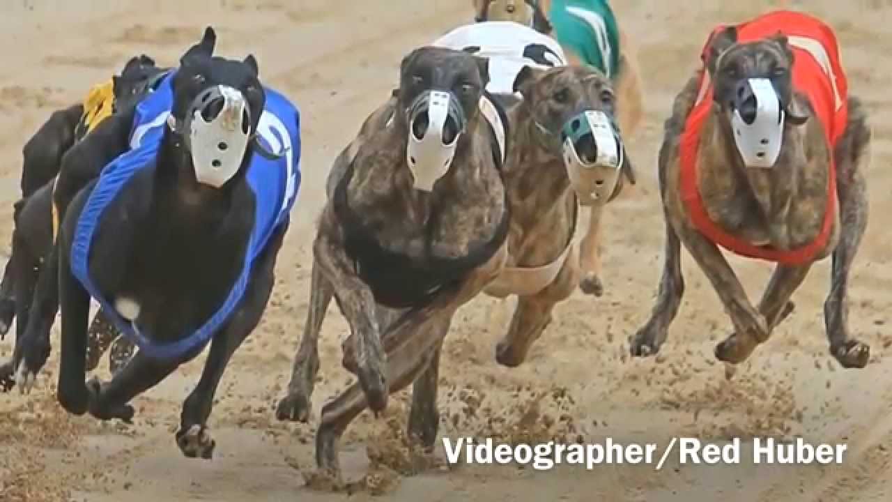 Florida Greyhound Racing