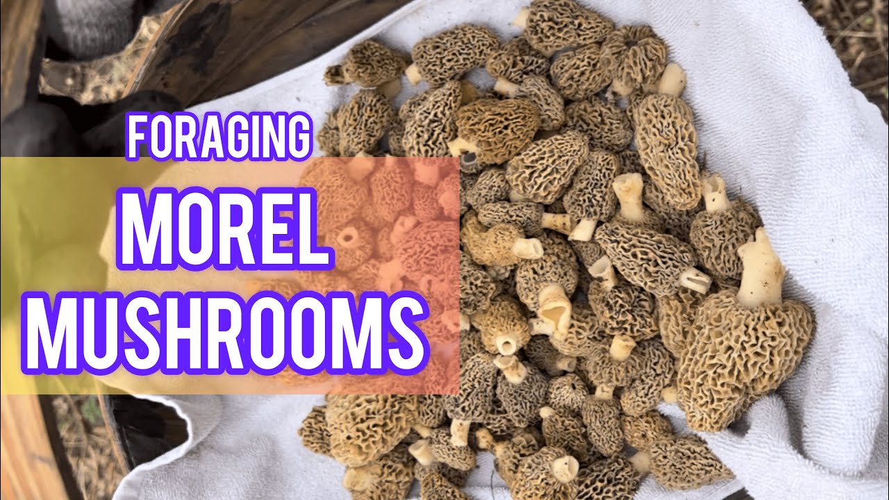 Foraging MOREL MUSHROOMS (Sibling Adventure!) | Wild Mushrooms | Spring Forage