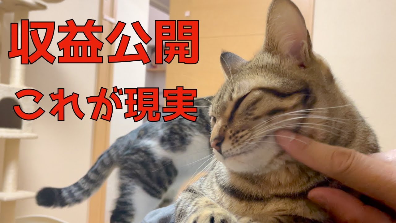 【収益公開】猫系配信での収益と使い道の話。