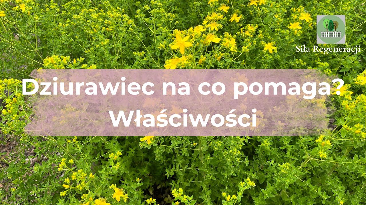 Dziurawiec na co pomaga? - właściwości