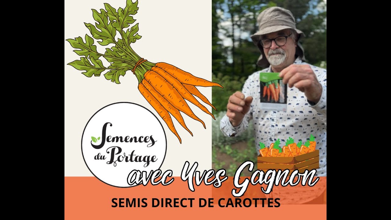 Semis direct de carotte! Yves Gagnon. Semences du Portage.