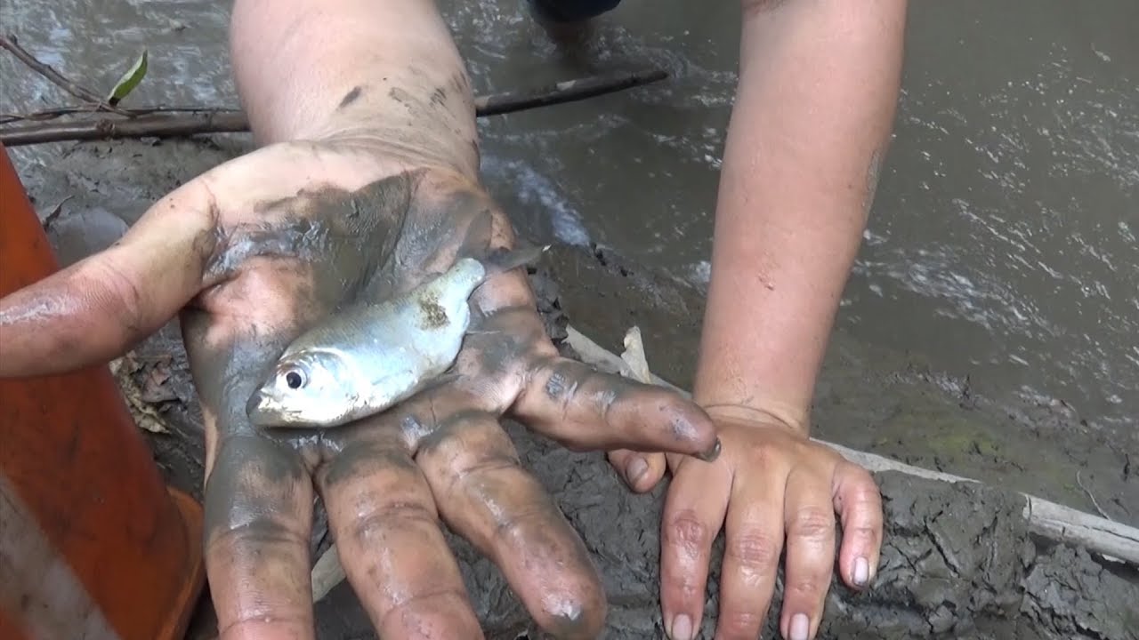 Como pescar bagres r&aacute;pidamente / La mejor carnada para bagres.