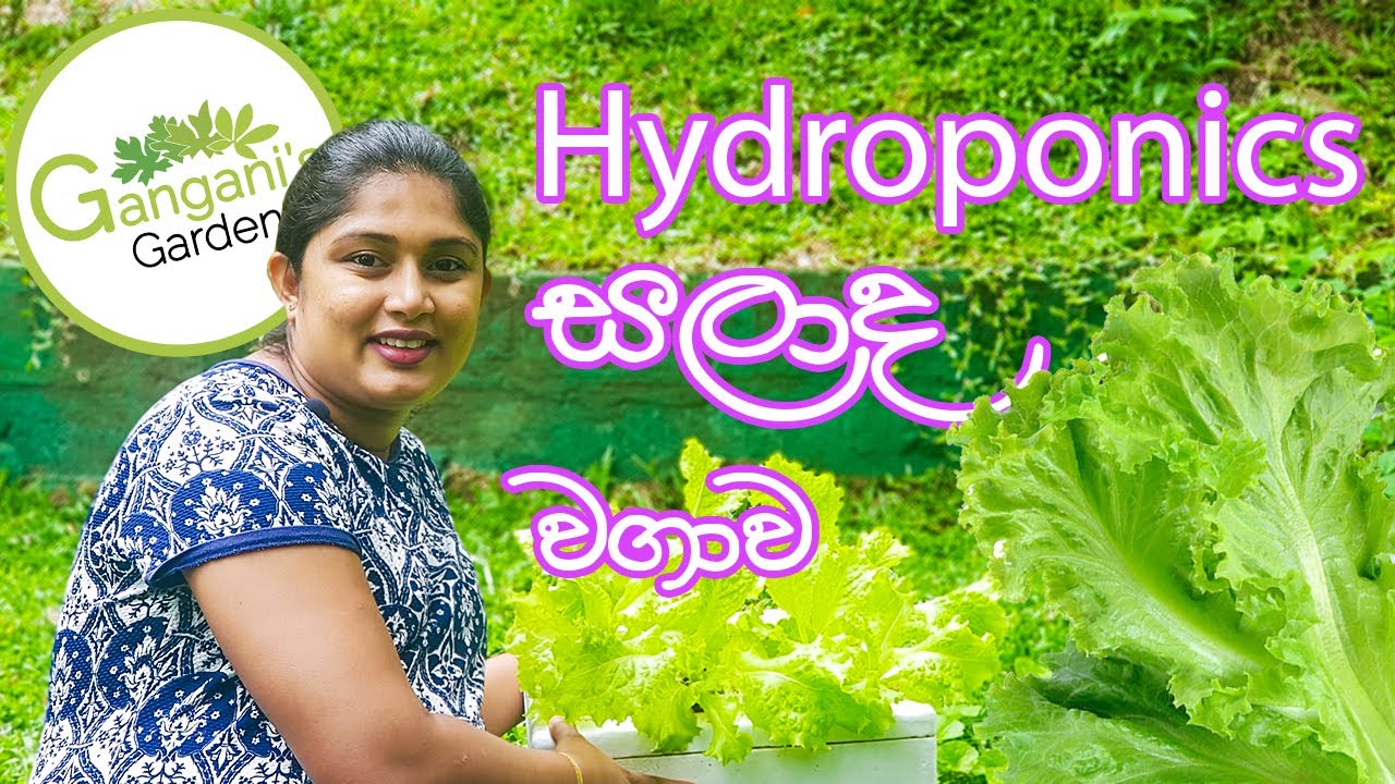 හයිඩ්රෝපොනික්ස් සාලද කොළ වගාව -  Hydroponics Salad Leaves Cultivation
