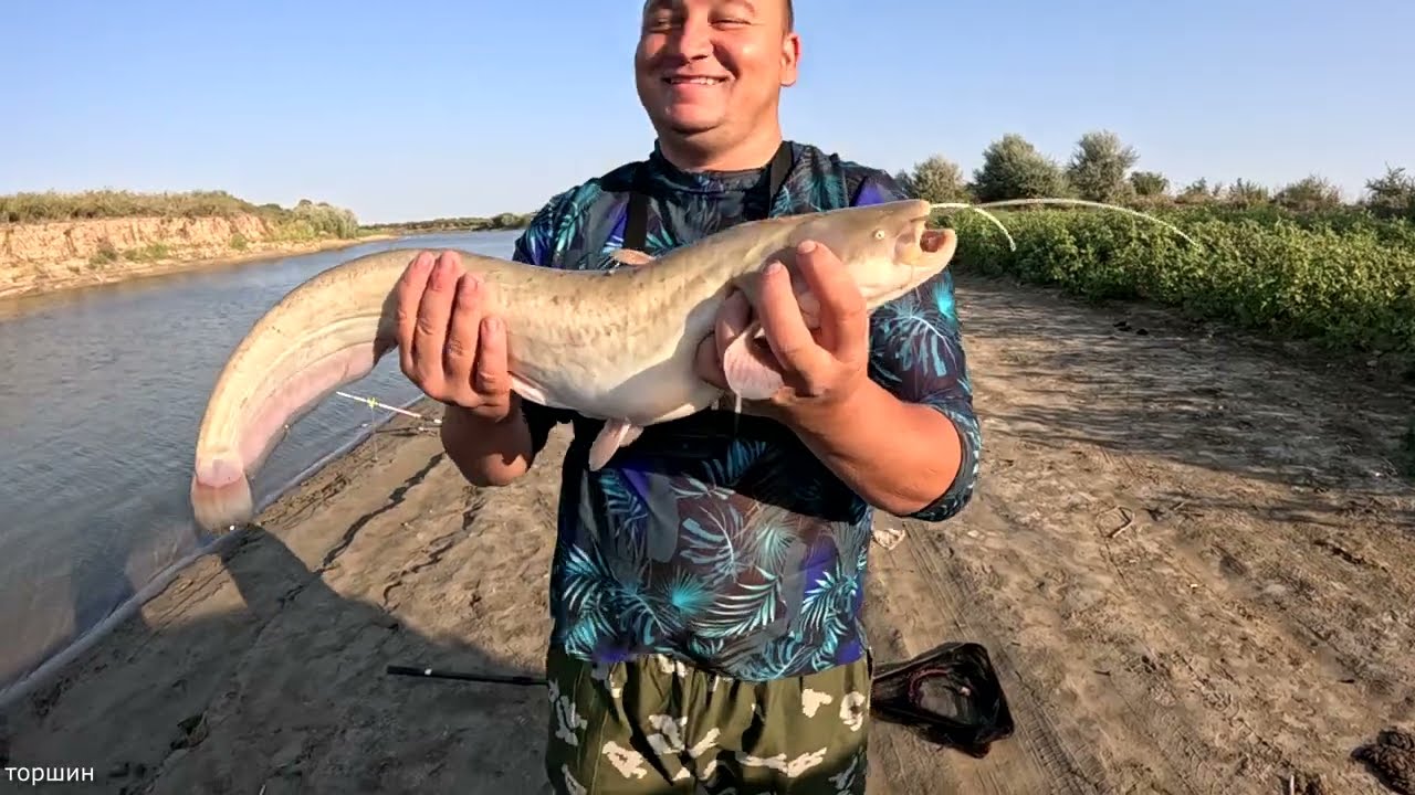 КАМБАШ! РЫБАЛКА НА РЕКЕ СЫРДАРЬЯ! СОМ НА МАКУШАТНИК! #shorts #рекомендации #shortvideo #youtube