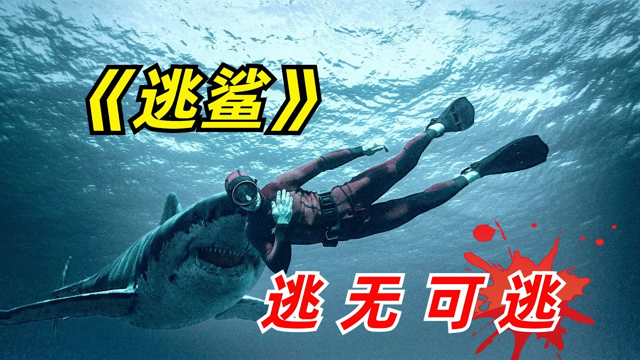 【阿奇】海底探险队遭遇鲨鱼群，凄惨遭遇不忍直视/2024年惊悚片《逃鲨》