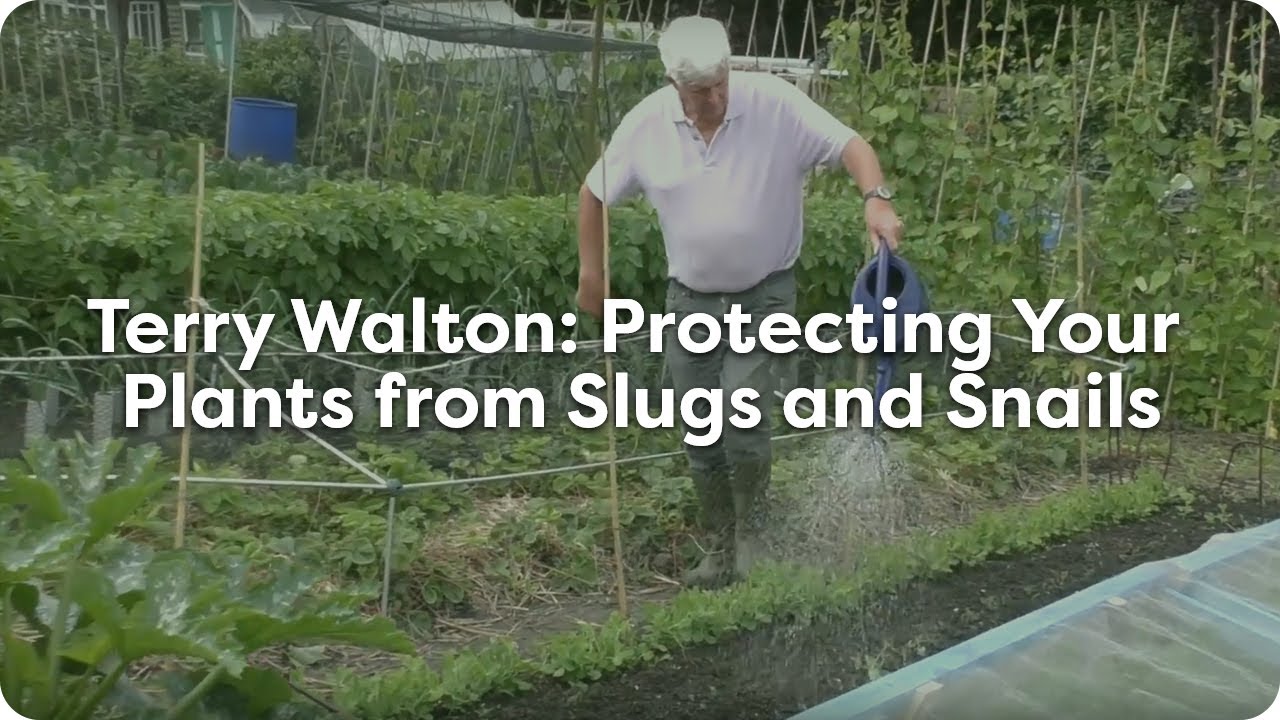 Organic Gardening with Terry Walton - A New Way To Protect Your Plants From Slugs
