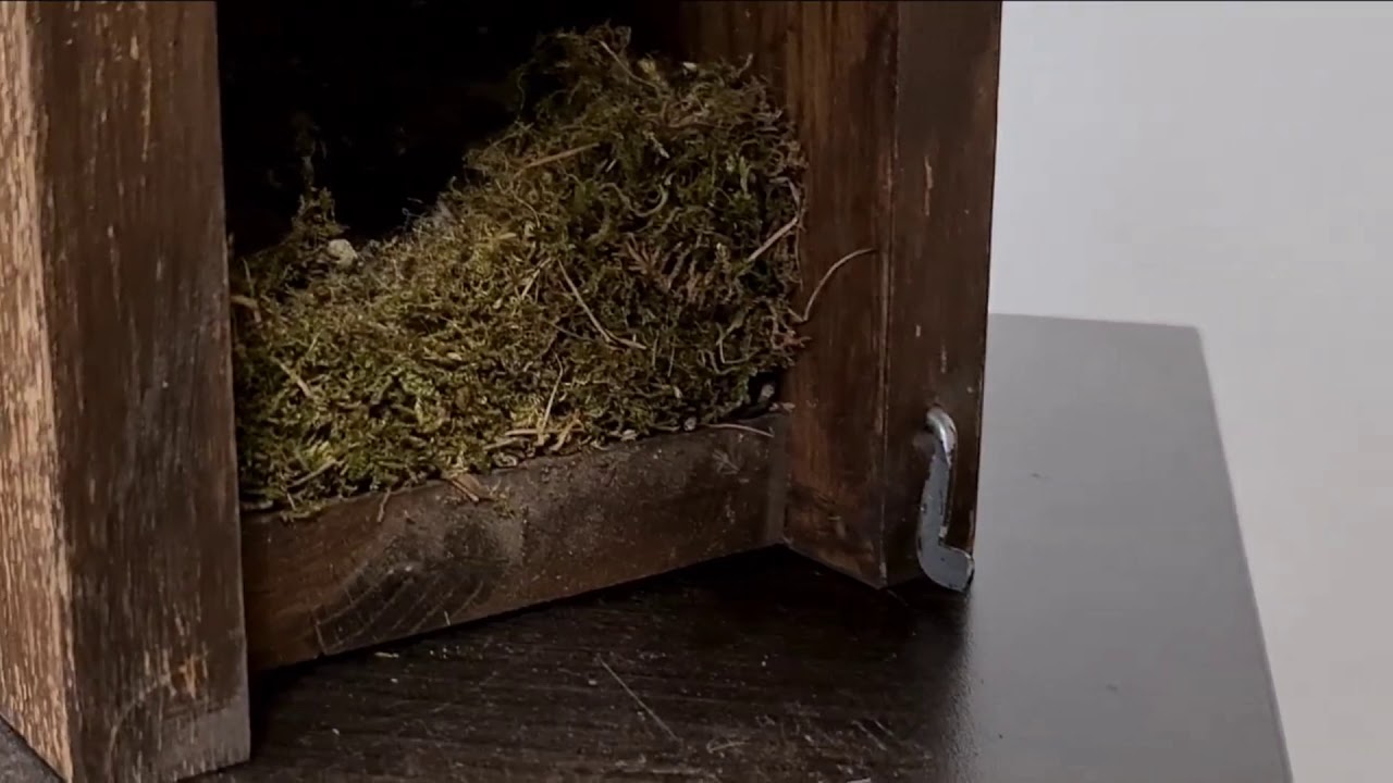 Ptačí speciál: Čas ptačích budek (Martin Smrček)