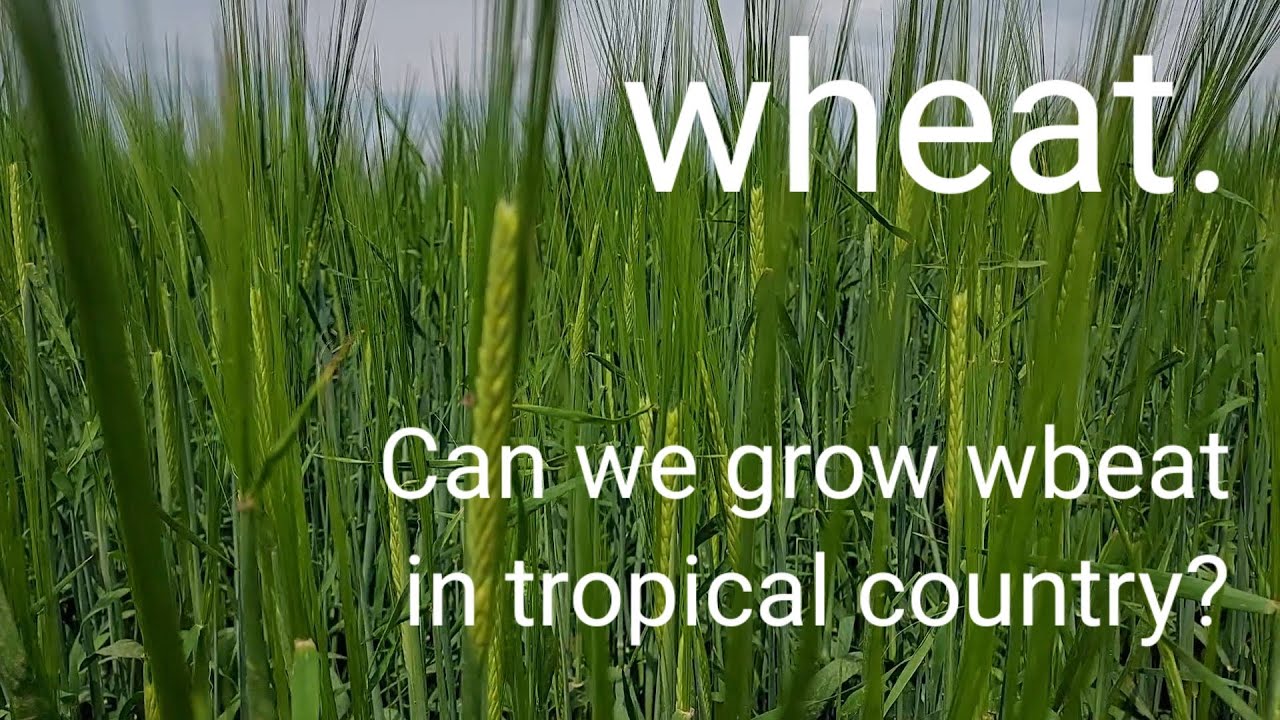 Wheat. Can we grow wheat in tropical country.