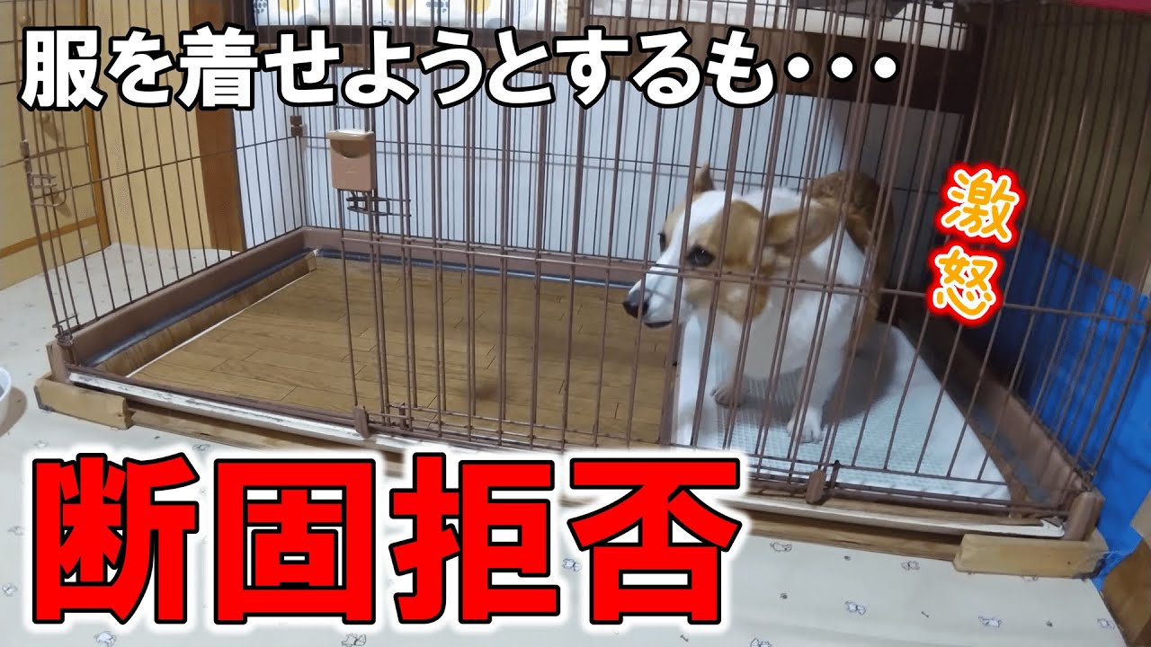 服を着せたい人間 vs 断固拒否するコーギー犬