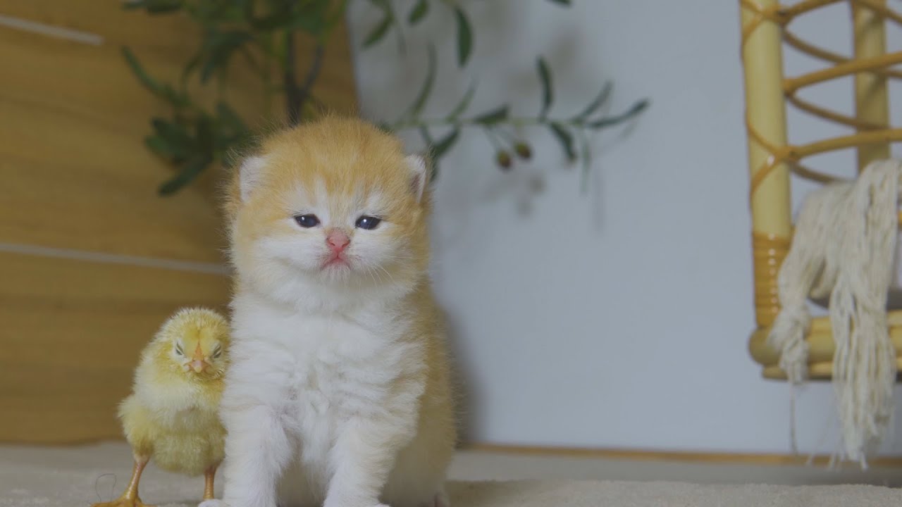 Котенок Пудинг и цыплята лучшие друзья