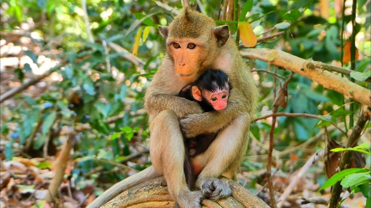 The Best Video Clip! Beautiful younger Mother with Cute Baby, | MohanokorTroop