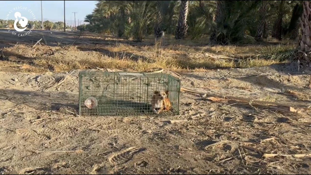 Emaciated Chihuahua Rescued From The Desert